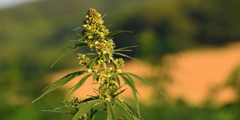 Cannabis Ursprung Asien