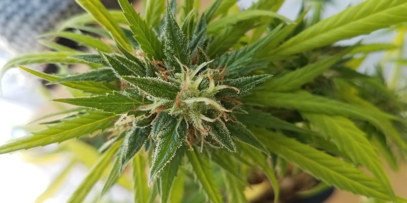 THCV Delta-8-THC Cannabis