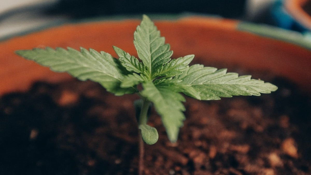 Hanfsamen kaufen Deutschland Cannabis Seeds Ratgeber THC.guide