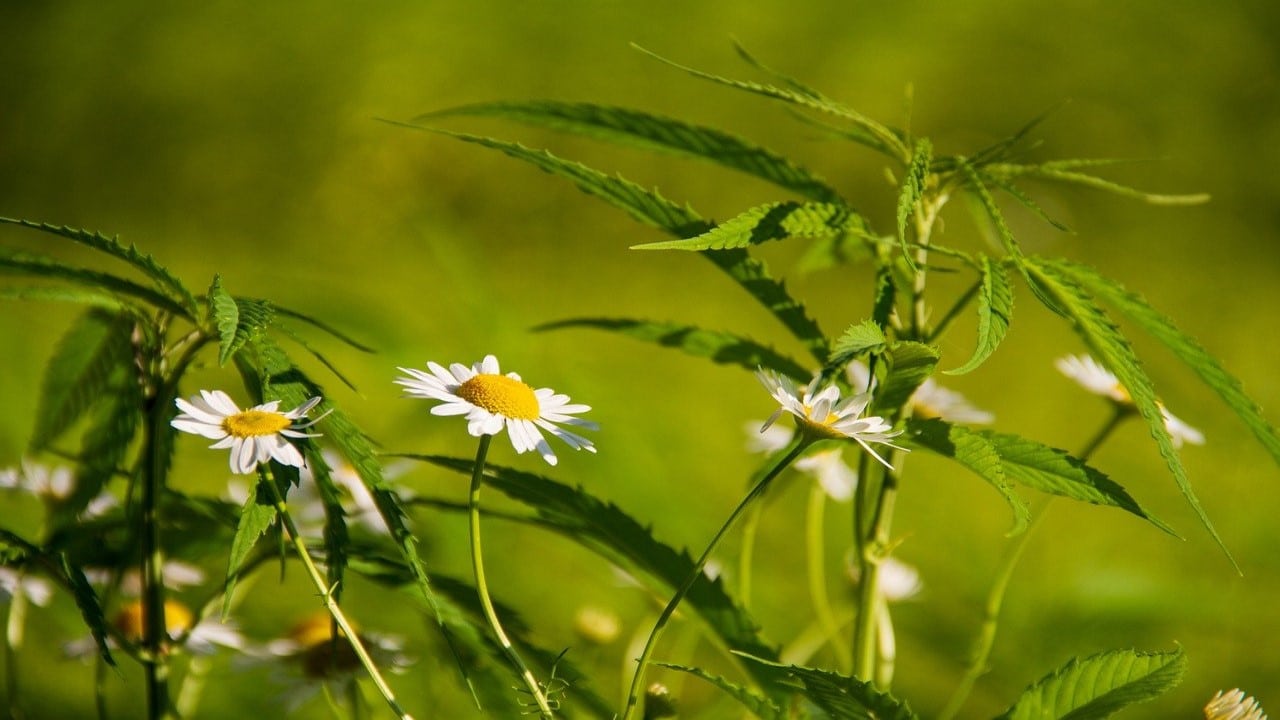 Cannabis Anbauen Klimaschutz