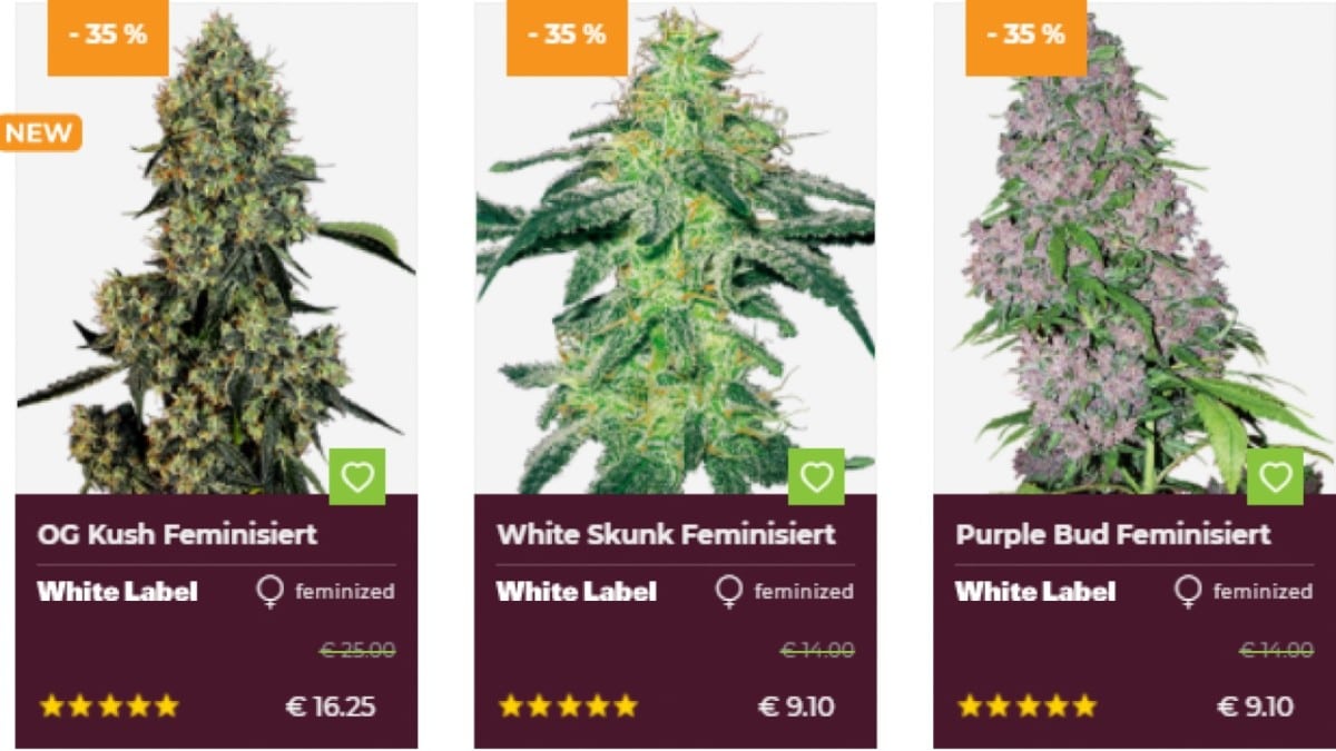 Hanfsamen kaufen Deutschland Cannabis Seeds Ratgeber THC.guide