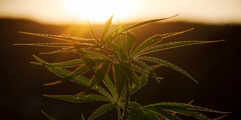 Cannabis Anbauen Mythos