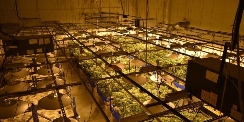 LED Beleuchtung Cannabiszucht