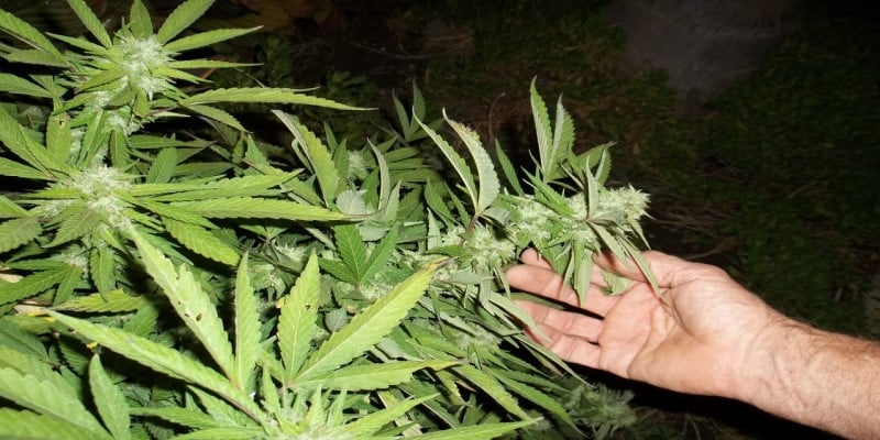 Anbauen Legalisierung Cannabis