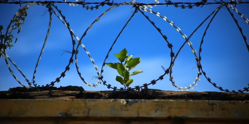 Cannabis Anbau Gefängnis