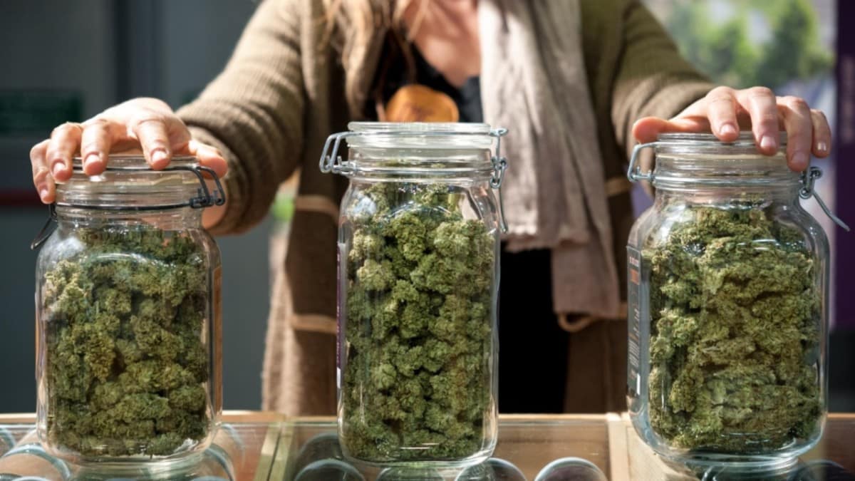 Seeds Shops Cannabis Samen bestellen vom Profi!