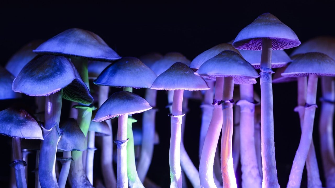 Psilocybin Legalisierung UNO