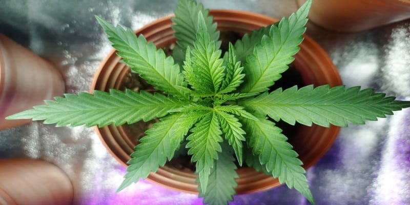 Aroma Terpene Cannabis