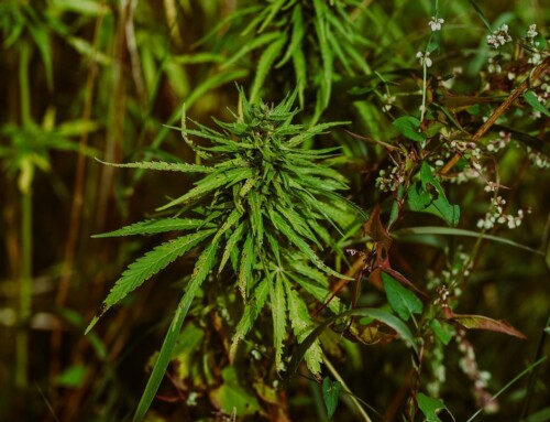 Marihuana gegen Schmerzen: Hanfsorten & Seeds für Cannabis Anbau