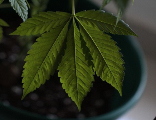 Starkes Marihuana: Hanfsorten & Seeds für Cannabis Anbau