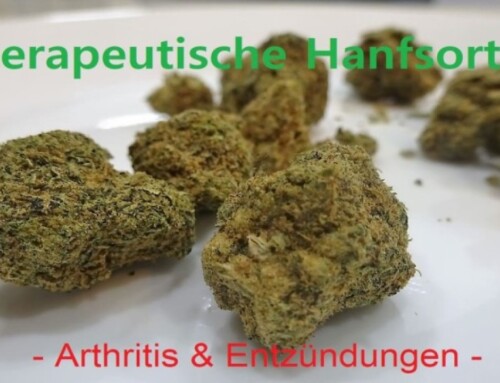 Hanfsorten & Seeds für Cannabis Anbau: Marihuana bei Arthritis