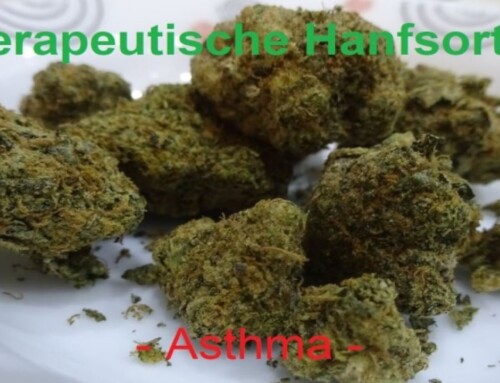 Hanfsorten & Seeds für Cannabis Anbau: Marihuana bei Asthma