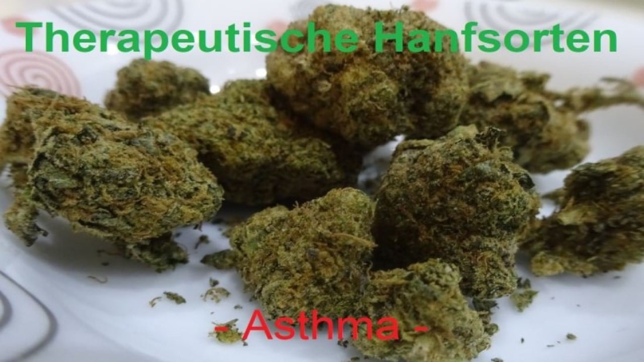 Hanfsorten Seeds Asthma