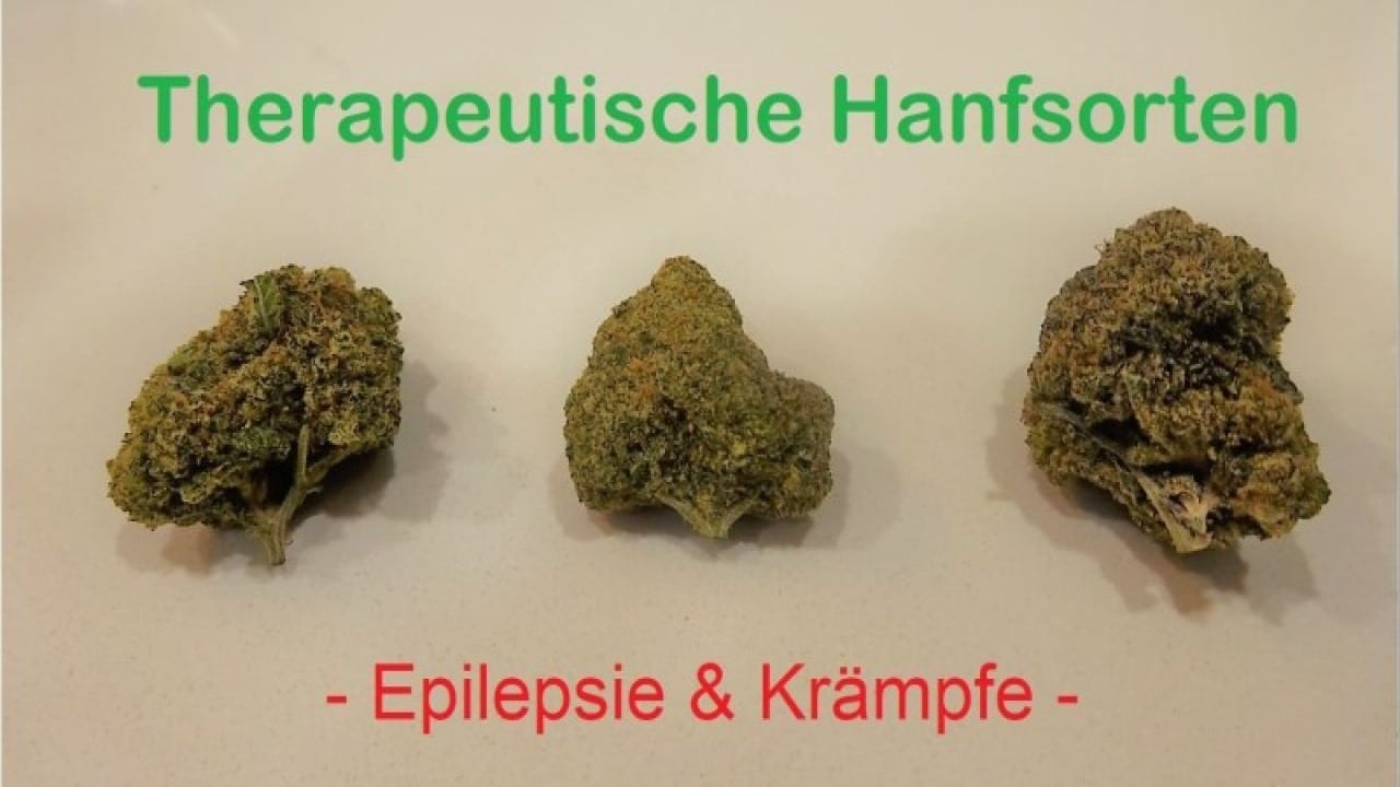 Hanfsorten Seeds Epilepsie 1