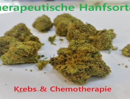 Hanfsorten & Seeds für Cannabis Anbau: Marihuana bei Krebs