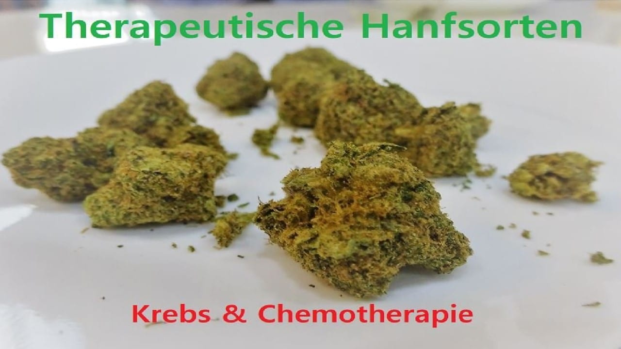 Hanfsorten Seeds Krebs