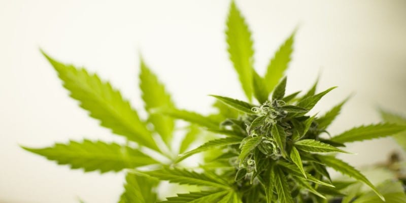 Neurologie Cannabis Legalisierung