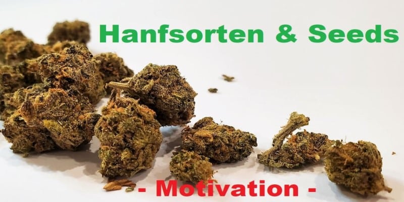 Hanfsorten Seeds Motivation 