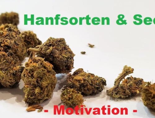 Seeds Cannabis Anbau: Marihuana Hanfsorten zur Motivation