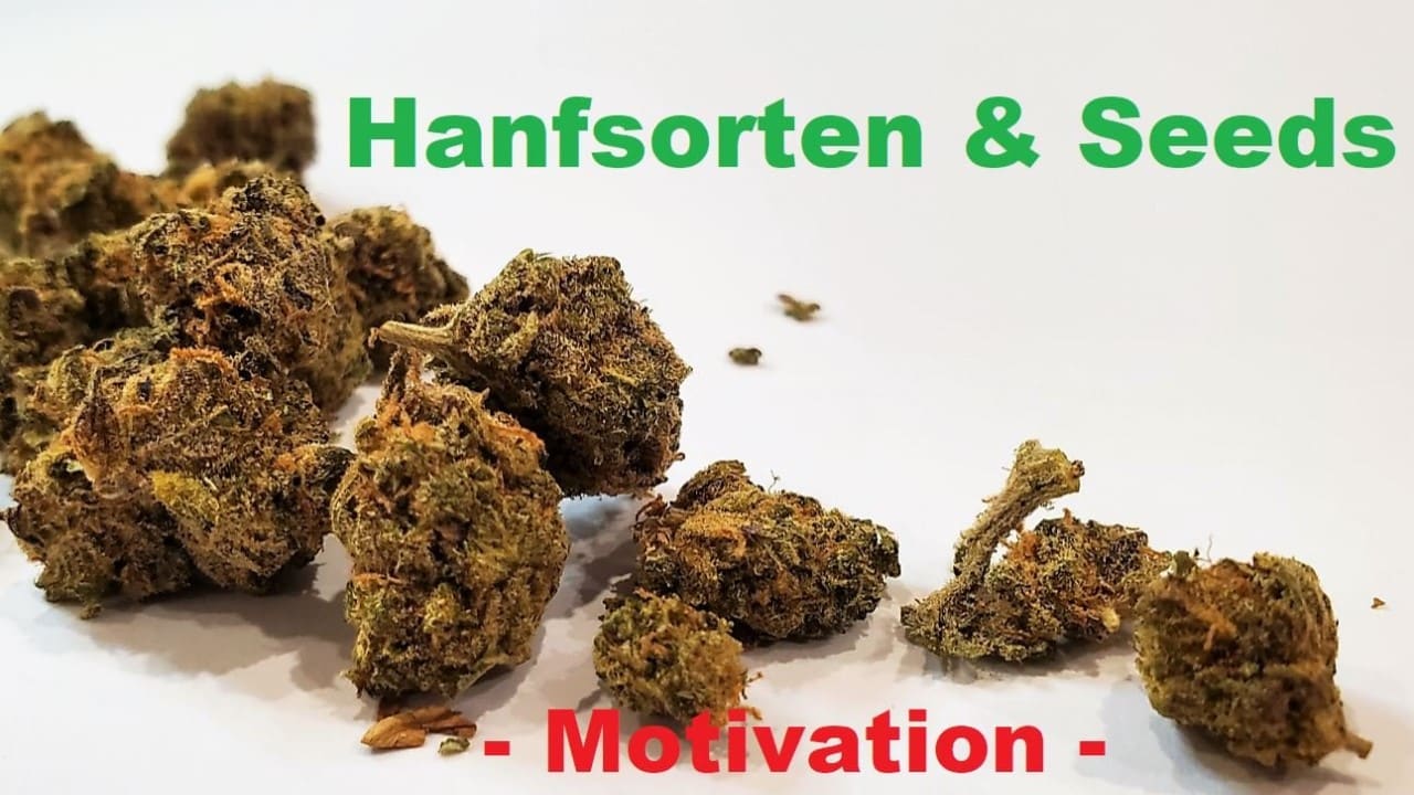 Hanfsorten Seeds Motivation