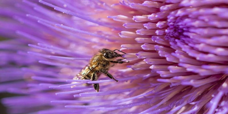 Cannabis Pollen Studie