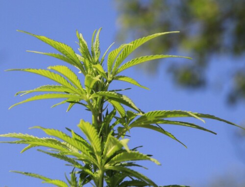 Welche Mischkulturen lohnen sich beim Cannabis anbauen?