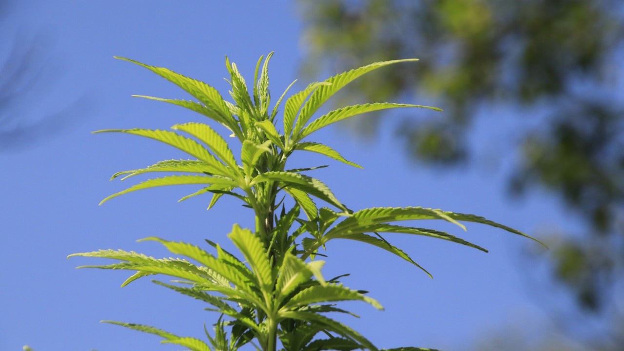 Cannabis anbauen Mischkulturen
