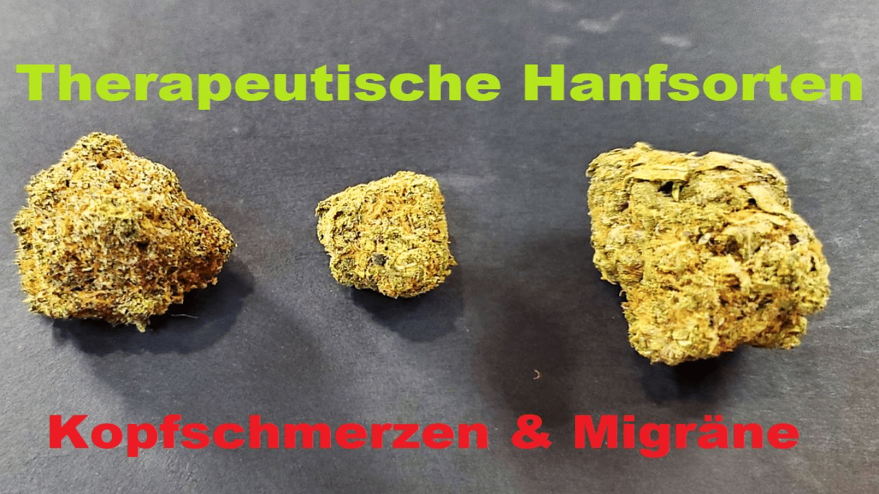 Hanfsorten Seeds Kopfschmerzen