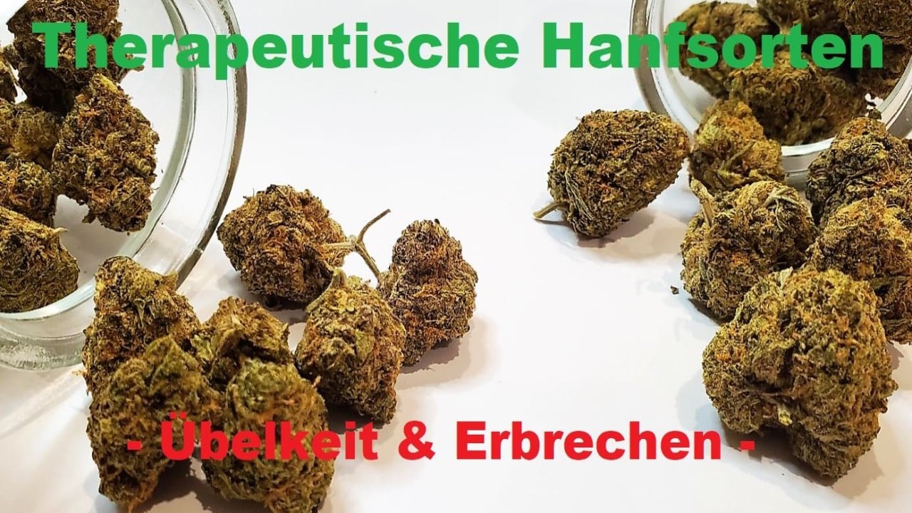 Hanfsorten Seeds Übelkeit1