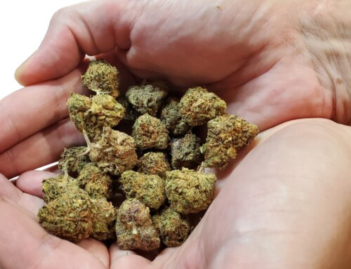 Studie: Legale Cannabis Fachgeschäfte beseitigen Schwarzmarkt!