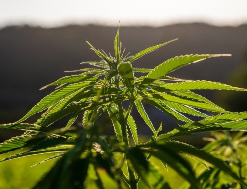 Cannabis Anbau & Seeds: Linalool Terpene im Marihuana