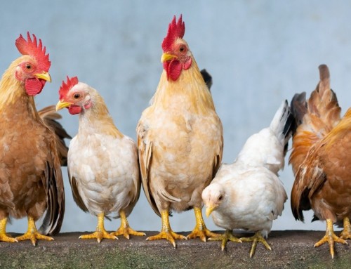 Hühner füttern mit Cannabis: Speichern Tiere THC?
