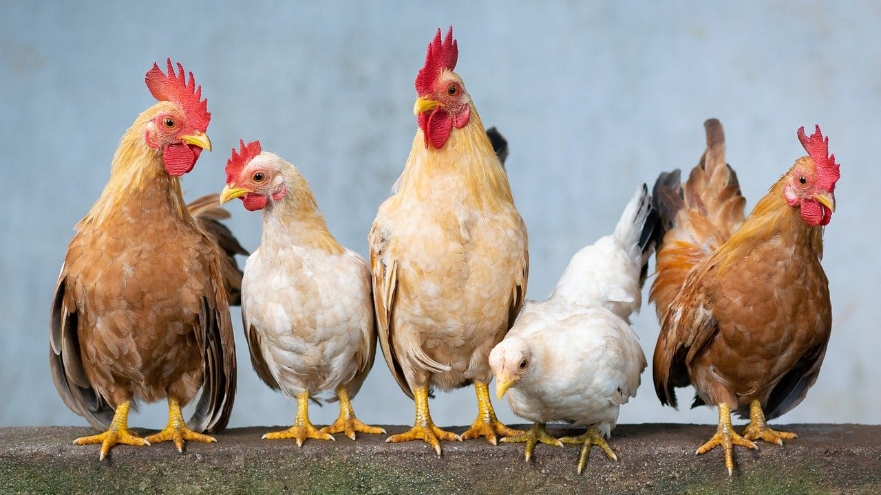 Hühner füttern Cannabis