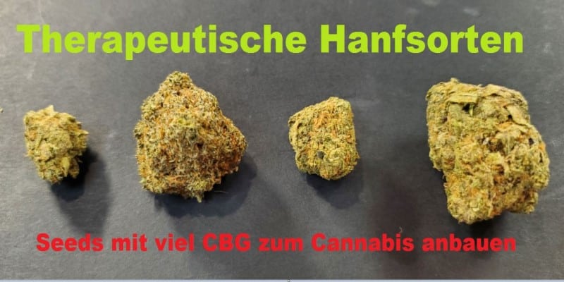 Seeds CBG Cannabis