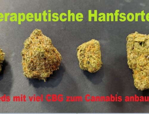 Hanfsorten: Die besten CBG Seeds zum Cannabis anbauen