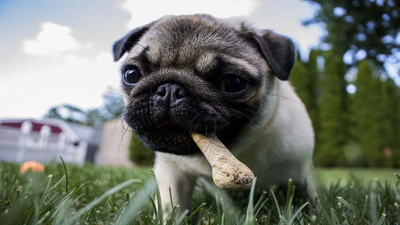 Cannabis Hunde THC-Überdosierung