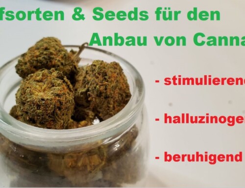 Cannabis Anbau: Marihuana Seeds für Wirkung und Effekte!