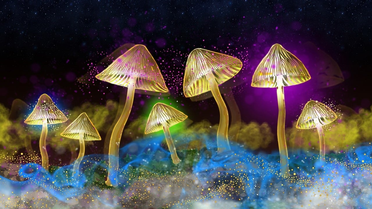 Studie Psilocybin Stimmungsaufheller