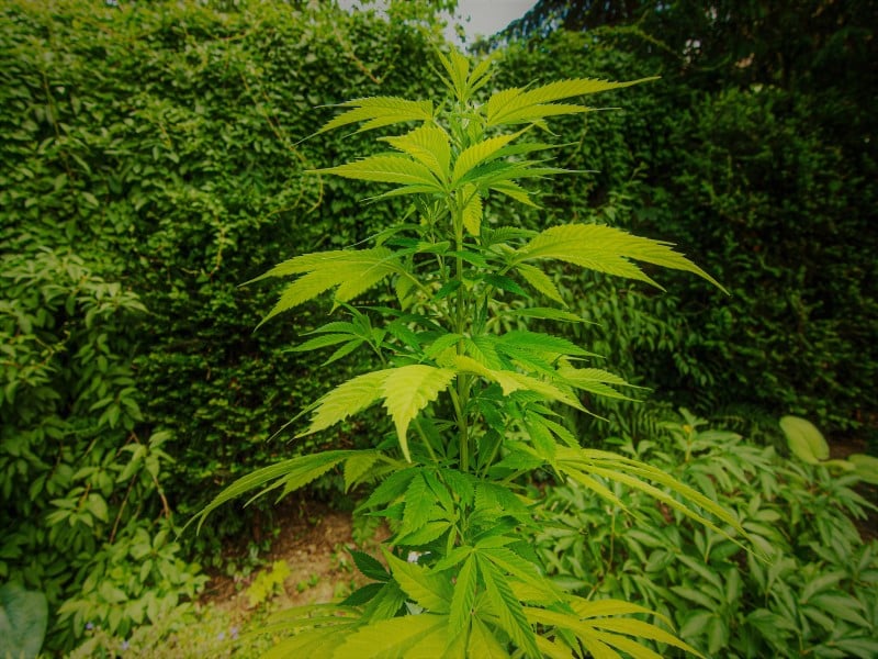 Cannabis Anbau