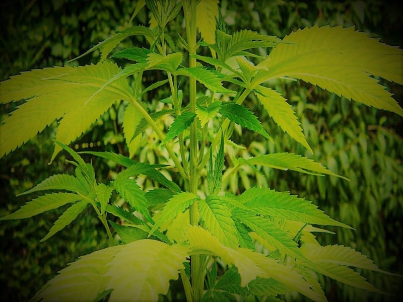 Cannabis Anbau