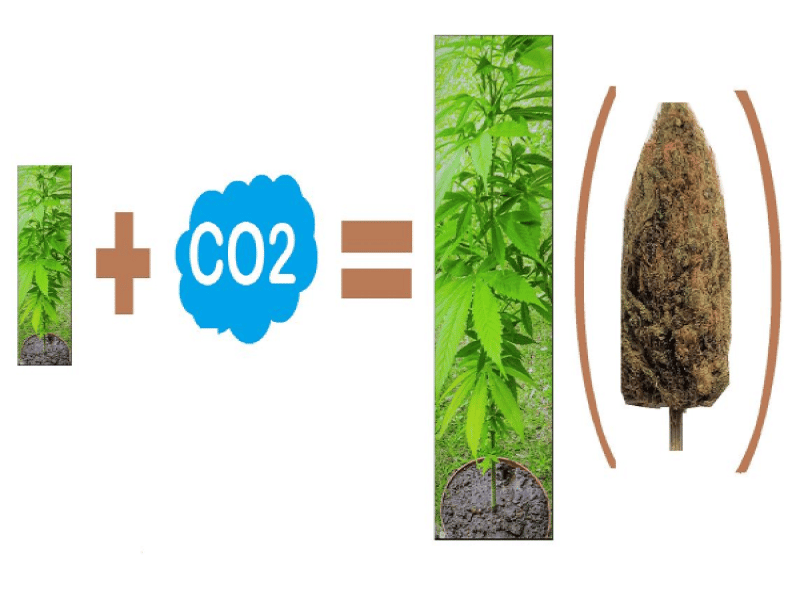 Gras anbauen mit CO2