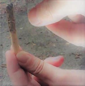 Joint bauen Cannabis