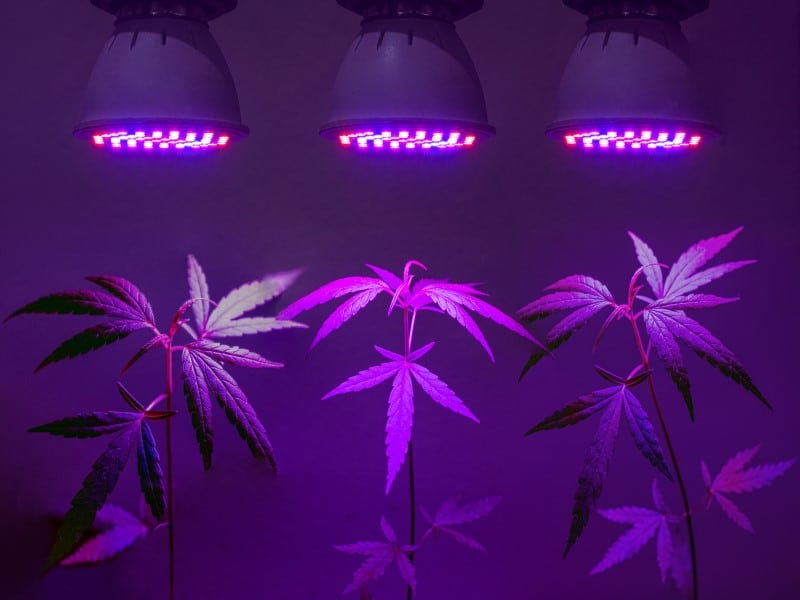 Growshops Cannabis Anbau