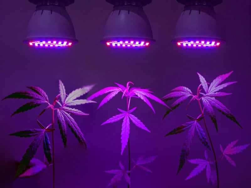 Growshops Cannabis Anbau