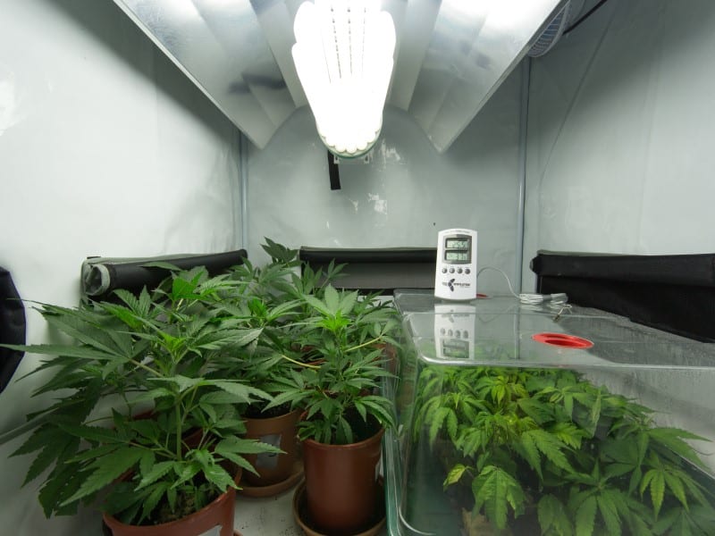 Growshops Cannabis Anbau