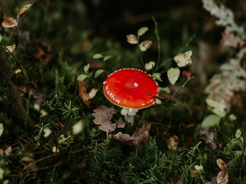 Psychedelika Mushrooms Psilocybin