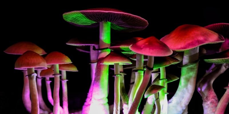 Psychedelika Mushrooms Psilocybin