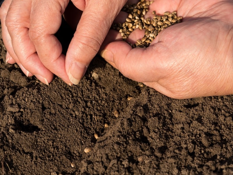 Autoflowering Seeds