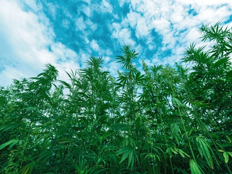 Grün und hoch wächst die Hanfpflanze voller Cannabinoide.