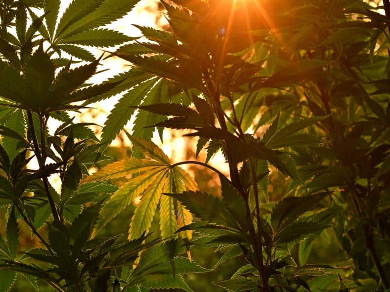 Cannabis Outdoor Growing